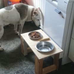 Dog food and water table
