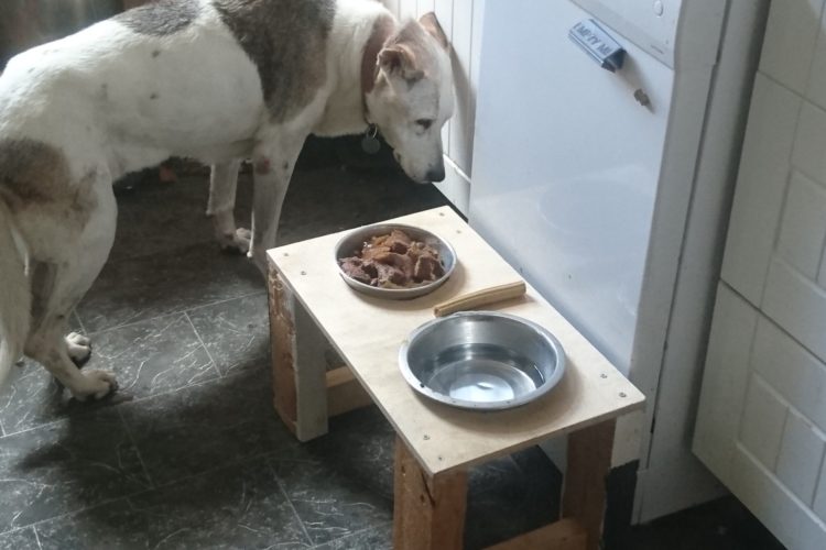 Member Project: Dog food and water table